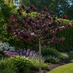 Lieska obyčajná (Corylus avellana) ´RED MAJESTIC´ - výška 60-80 cm, kont. C5L - NA KMIENKU